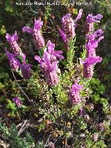 Cantueso - Lavandula stoechas. Baldos de Beas - Beas