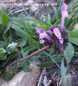 Ortiga muerta - Lamium amplexicaule. Navas de San Juan