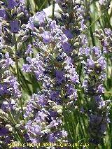 Espliego - Lavandula angustifolia. La Mota - Alcal la Real