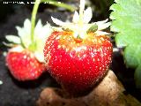 Fresa silvestre - Fragaria vesca. Fruto. Los Villares