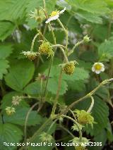 Fresa silvestre - Fragaria vesca. Navas de San Juan