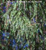 Ciprs de los pantanos - Taxodium distichum. Crdoba