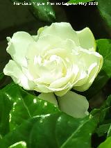 Gardenia - Gardenia jasminoides. Flor. Ja�n