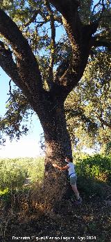 Encina - Quercus ilex. Encinas de Perovela - Rus