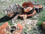 Encina - Quercus ilex. Madera de encina. Cerezo Gordo - Valdepeas de Jan