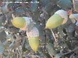 Encina - Quercus ilex. Puerto Locubn - Castillo de Locubn