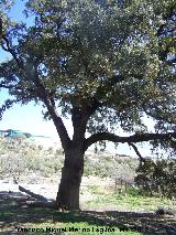 Encina - Quercus ilex. Paseo de los Adoquines - Albanchez de Mgina