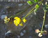 Coronilla repanda - Coronilla repanda. Navas de San Juan