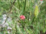 Almorta silvestre - Lathyrus cicera. Pitillos. Valdepeas