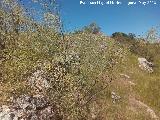 Poblado prehistrico del Cerro del Salto. Lnea de muralla