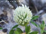 Trbol blanco - Trifolium repens. Segura