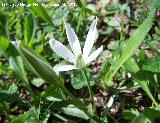 Estrella de Beln - Ornithogalum orthophyllum. Ro Jndula (Andjar)