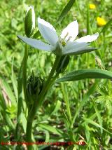 Estrella de Beln - Ornithogalum orthophyllum. Ro Jndula (Andjar)