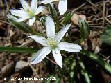 Estrella de Beln - Ornithogalum orthophyllum. Jan