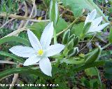 Estrella de Beln - Ornithogalum orthophyllum. Jan