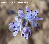 Jacinto endeble - Scilla autumnalis. Navas de San Juan