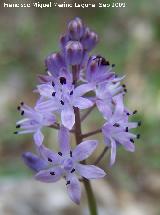 Jacinto endeble - Scilla autumnalis. Jan