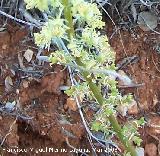 Gualdn - Reseda lutea. Jan