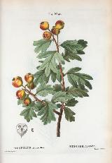 Acerolo - Crataegus azarolus. 