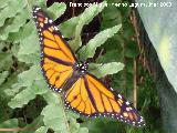 Mariposa monarca - Danaus plexippus. Granada