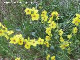 Tientayernos - Verbascum sinuatum. Arroyo Padilla - Jan