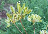 Caaheja - Ferula communis. Segura