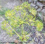 Caaheja - Ferula communis. Segura