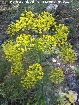 Caaheja - Ferula communis. La Hoya - Jan