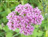 Alfeique andaluz - Centranthus macrosiphon. Cerro Veleta - Jan