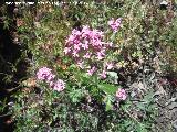 Alfeique andaluz - Centranthus macrosiphon. Cerro Castelln - Valdepeas de Jan