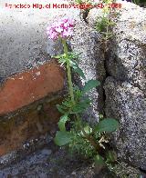 Alfeique andaluz - Centranthus macrosiphon. Jan