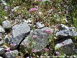 Alfeique andaluz - Centranthus macrosiphon. Pitillos. Valdepeas