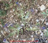 Lengua de culebra - Anchusa undulata. Segura