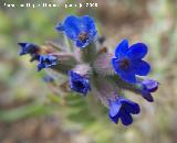 Lengua de culebra - Anchusa undulata. Segura