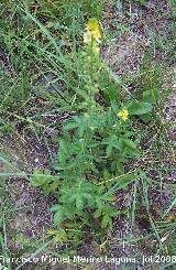 Agrimonia - Agrimonia eupatoria. Segura