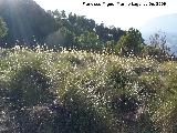 Esparto - Stipa tenacissima. Villanueva de las Torres