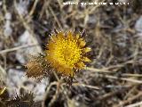 Cardo cuco - Carlina corymbosa. Los Villares