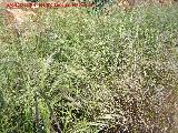 Cauela - Festuca pratensis. Navas de San Juan