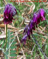 Arvejilla vellosa - Vicia villosa. Linares