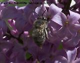 Abeja de frente blanca - Melecta albifrons. Navas de San Juan