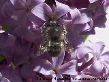 Abeja de frente blanca - Melecta albifrons. Navas de San Juan