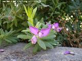 Polgala de hoja de mirto - Polygala myrtifolia. Jan