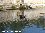 Pjaro Pato criollo - Cairina moschata. Navas de San Juan