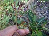 Vulneraria - Anthyllis vulneraria. Segura