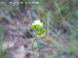 Anteojo - Biscutella atropurpurea. Segura