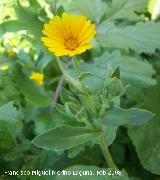 Calndula silvestre - Calendula arvensis. Baeza