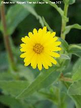 Calndula silvestre - Calendula arvensis. Alharilla - Porcuna