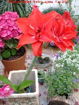 Amarillicea - Hippeastrum sp.. Patio de Crdoba