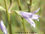 Rapnchigo - Campanula rapunculus. Segura