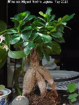 Ficus India - Ficus Ginseng. Patio de Crdoba